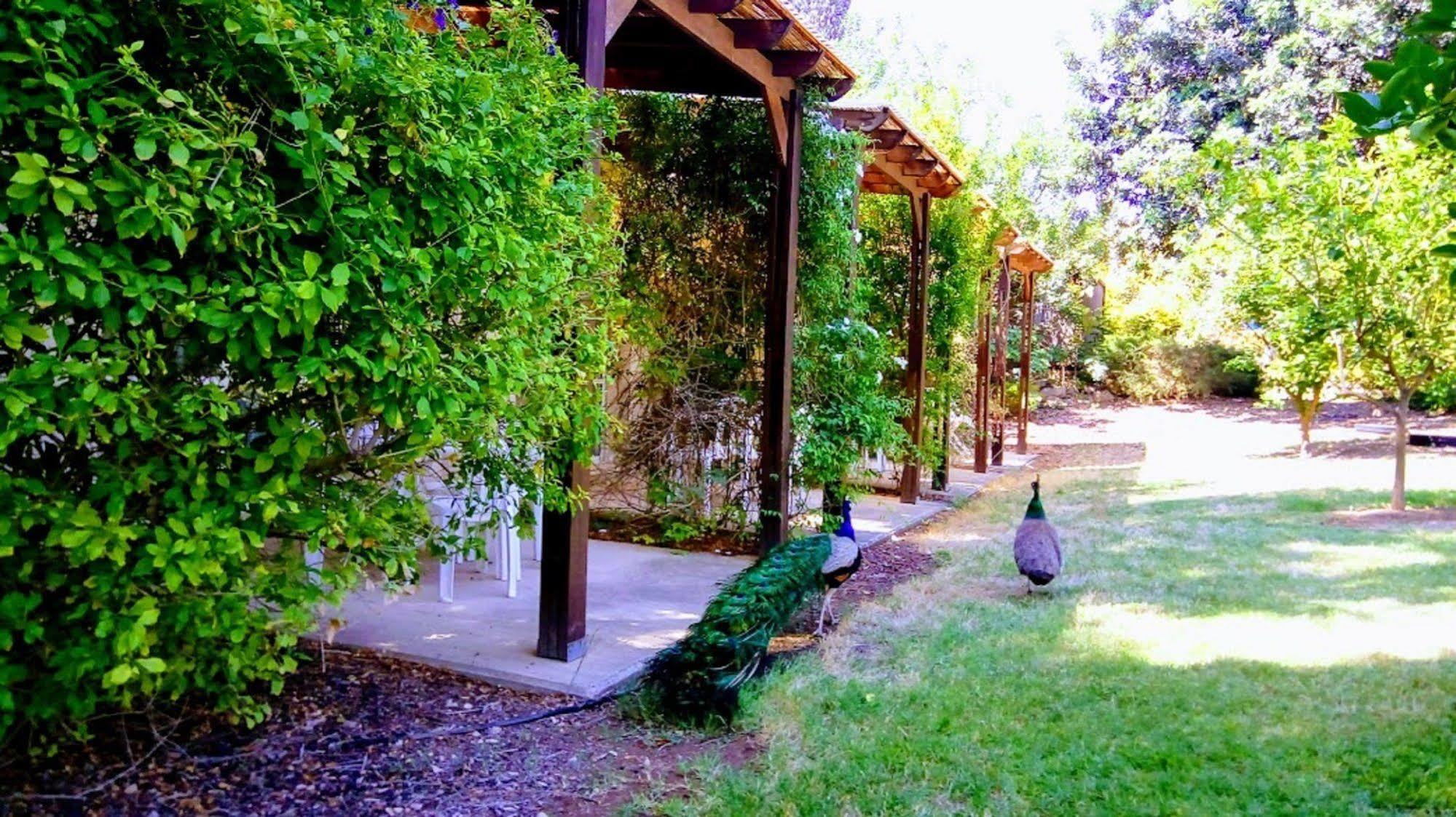 Kibbutz Tiratzvi - Country Lodging Tirat Zevi Buitenkant foto